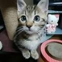 可愛いあどけないお顔の あんずちゃん(=^ェ^=)