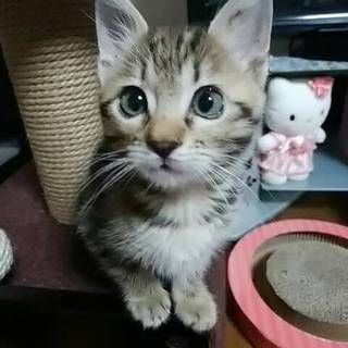 可愛いあどけないお顔の あんずちゃん(=^ェ^=)