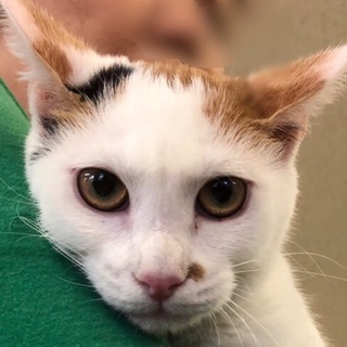 脇腹に♥柄のミケ猫ちゃん・生後約6~7ヶ月♪