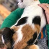 脇腹に♥柄のミケ猫ちゃん・生後約6~7ヶ月♪ サムネイル2