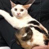 脇腹に♥柄のミケ猫ちゃん・生後約6~7ヶ月♪ サムネイル3