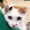 脇腹に♥柄のミケ猫ちゃん・生後約6~7ヶ月♪ サムネイル4
