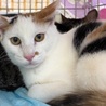 脇腹に♥柄のミケ猫ちゃん・生後約6~7ヶ月♪ サムネイル5