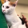 脇腹に♥柄のミケ猫ちゃん・生後約6~7ヶ月♪ サムネイル6