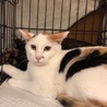 脇腹に♥柄のミケ猫ちゃん・生後約6~7ヶ月♪ サムネイル7