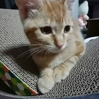 甘えたエイト＆ダイヤ兄弟(=^ェ^=)