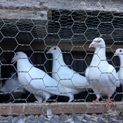 白鳩 里親募集