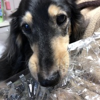 立花レイ
