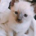 生後3ヶ月の猫ちゃん