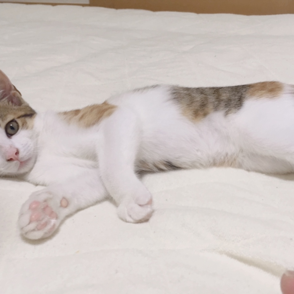 みかんちゃんのカバー写真