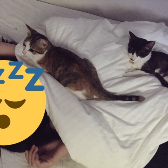 ねるりんのカバー写真