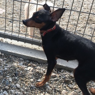 艶々の可愛い女の子　はるりちゃん