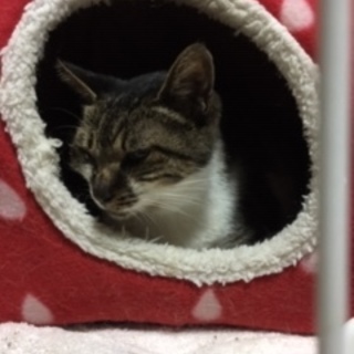 餓死寸前だったキヨちゃん