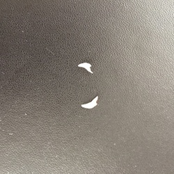 歯が生え変わったよ