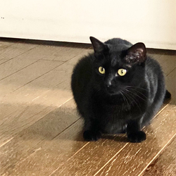 お泊まり保育延長【里親募集中】