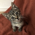 甘えん坊で人懐こいメスのキジ猫です