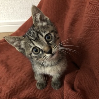 甘えん坊で人懐こいメスのキジ猫です