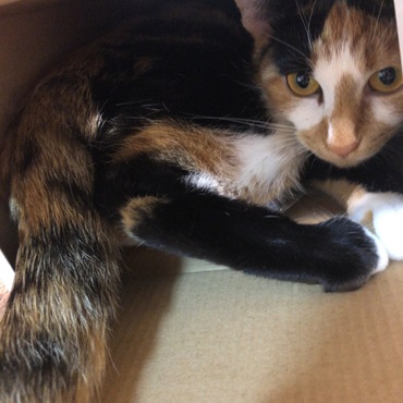 ちくわの写真
