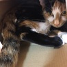 の写真