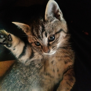 マンチカン雑種の子猫の里親さん募集