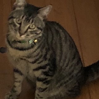 とら君
