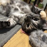 まる美