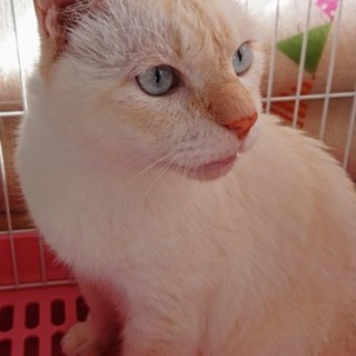 12/2(祝)保護センターで猫の譲渡会☆ほたて