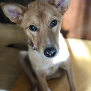 モニカ（MIX・雌・8ヶ月半くらい）