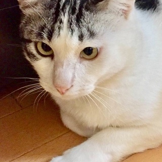 寄り目が可愛いアメショー風の男の子