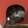 の写真