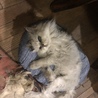 の写真