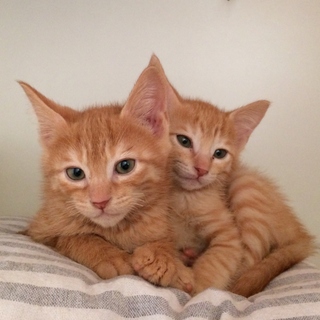 天真爛漫なわんぱく茶トラ～ズ☆