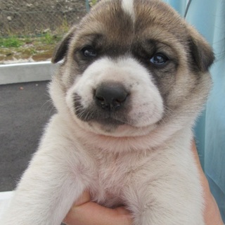 緊急募集！！生後1カ月位の兄妹子犬です。