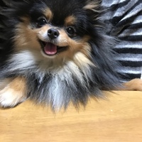 アメリ
