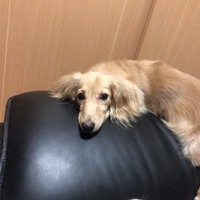 モカ