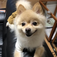 ココ
