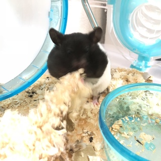 ハムスターを引き取ってください