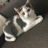 こむぎ