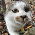 緊急！山に捨てられています！可哀想な猫ちゃん２匹