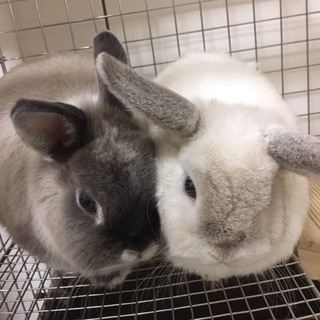 うさぎ里親さん募集です（２羽）