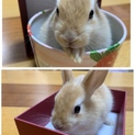 かわいいうさぎの赤ちゃん里親募集