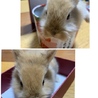 かわいいうさぎの赤ちゃん里親募集 サムネイル2