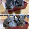 かわいいうさぎの赤ちゃん里親募集 サムネイル3