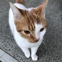★☆人懐こい‼︎★☆白茶オス猫、生後半年