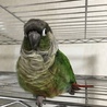 ウロコとボタン さん