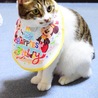 の写真