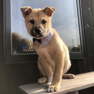 保健所出身の子犬くん。家族になって下さい☆