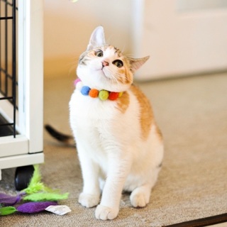 胸キュン小悪魔　にゃまいきハイパーガール真央