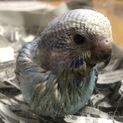 セキセイインコの雛