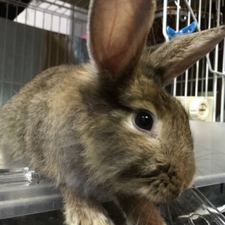 ライオンラビット里親募集